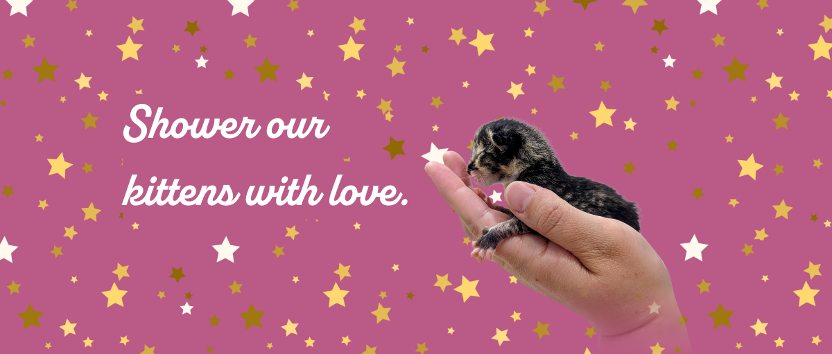 Kitten Shower 2025